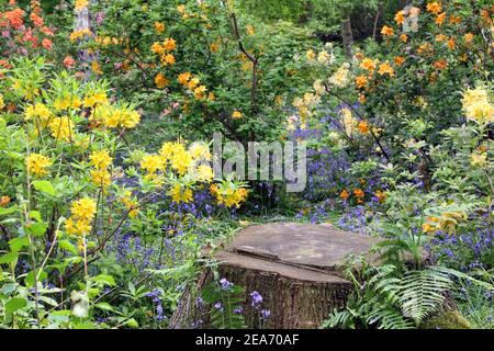 Ein Platz zum Sitzen in einem versteckten Waldgebiet, umgeben von Blautönen, Azaleen, Farnen und Silberbirken. Mai, Isabella Plantation, Richmond Park Stockfoto