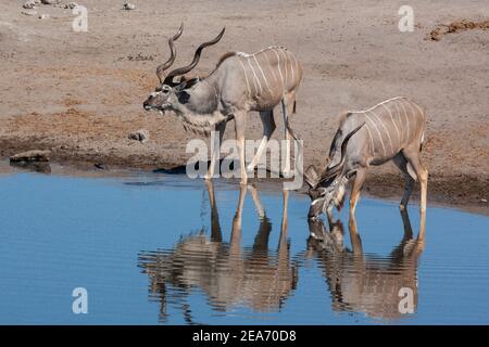 Zwei männliche Kudu (Tragelaphus strepsiceros) trinken an einem Wasserloch im Etosha National Park in Namibia, Afrika. Stockfoto