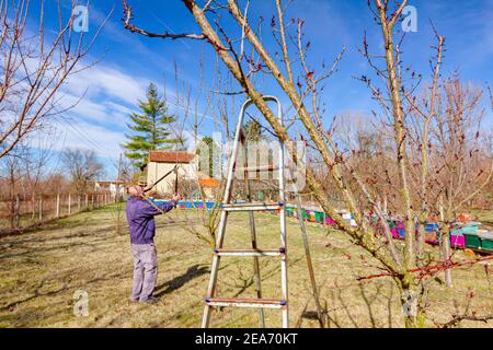 Älterer Landwirt, Gärtner beschneidet Zweige von Obstbäumen mit langen loppers im Obstgarten im frühen Frühjahr, in der Nähe von Bienenvolk, Bienenhaus. Stockfoto