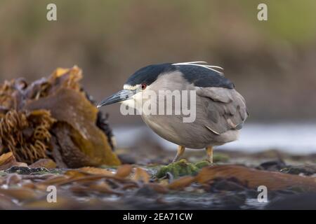 Schwarz gekrönt Nachtreiher; Nycticorax nycticorax; Falklands Stockfoto