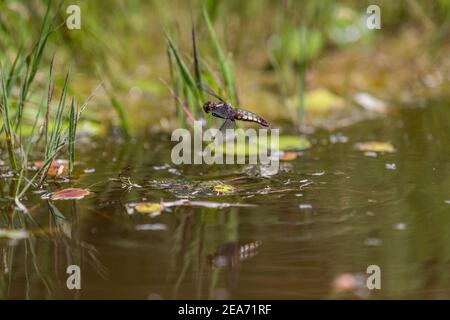 Broad body Chaser; Libellula depressa; Weibliche Eier legen; Großbritannien Stockfoto
