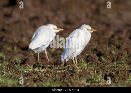 Kuhreiher; Bubulcus Ibis; im Bereich der Rinder; West Cornwall Stockfoto