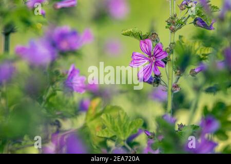 Gemeiner Malve; Malva sylvestris; Blüte; Großbritannien Stockfoto