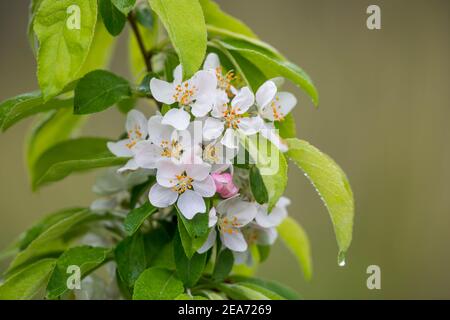 Crab Apple Blossom; Großbritannien Stockfoto