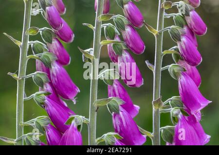 Foxhandschuh; Digitalis purpurea; Flower; Großbritannien Stockfoto