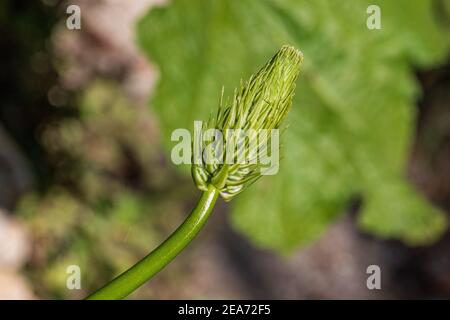 Albuca bracteata, Zwiebelpflanze mit falschem Meer Stockfoto