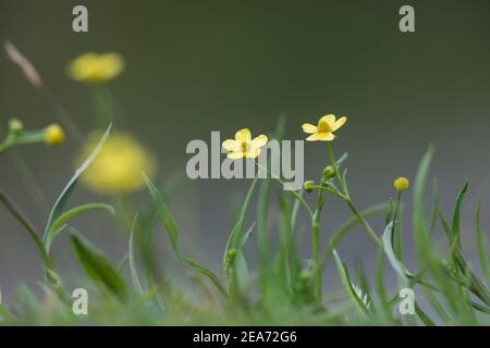 Kleiner Speerwürz; Ranunculus flammula; Blumen; Großbritannien Stockfoto