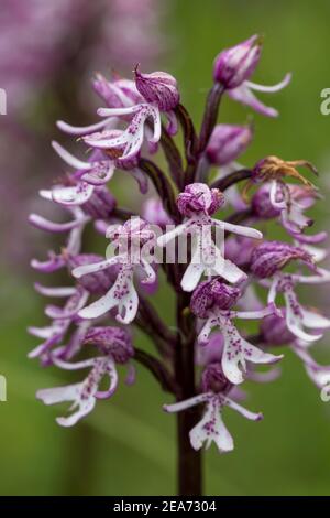 Affe Orchidee gekreuzt mit Lady Orchid; natürliche Hybride; UK Stockfoto