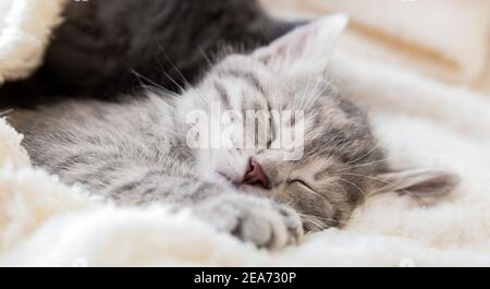 Niedliches tabby Kätzchen schläft auf weißer weicher Decke. Katzen ruhen sich auf dem Bett aus. Katzenliebe und Freundschaft. Komfortable Haustiere schlafen im gemütlichen Zuhause. Lange Bahn Stockfoto
