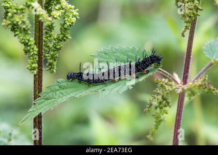 Peacock Butterfly Caterpillar; Aglais io; Großbritannien Stockfoto
