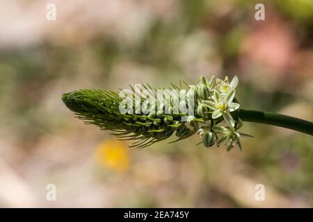 Albuca bracteata, Zwiebelpflanze mit falschem Meer Stockfoto