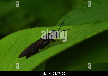 Der schwarze Soldat fliegt Stockfoto