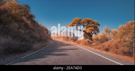 Eine malerische schmale asphaltierte Straße im Termessos Nationalpark in der Türkei. Schöne rote Farben des Herbstes auf Zedern und Kiefern Stockfoto