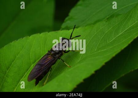 Der schwarze Soldat fliegt Stockfoto