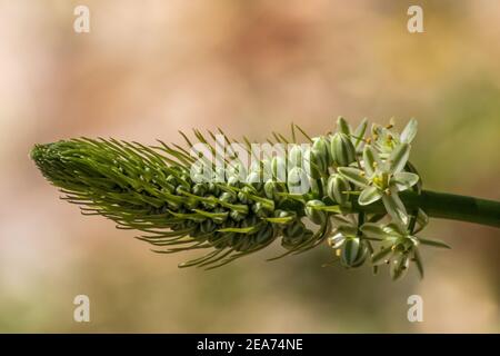 Albuca bracteata, Zwiebelpflanze mit falschem Meer Stockfoto