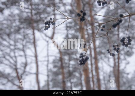 Beerenfrüchte an einem kalten Wintertag Stockfoto