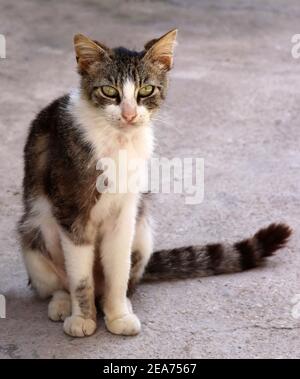 Kleine streunende Katze grau und weiß, sehr dünn, wildes Stockfoto