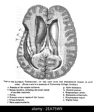 Illustration der Gehirnteile und Funktionen gegen eine weiße Hintergrund Stockfoto