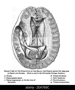 Illustration der Gehirnteile und Funktionen gegen eine weiße Hintergrund Stockfoto