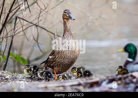 Eine Mutter Mallard Duck und ihre winzigen Stockenten Enten geboren sehr früh im Februar. Kampf gegen die Kälte in Schneegestöber, um Nahrung und Wärme zu finden. Stockfoto