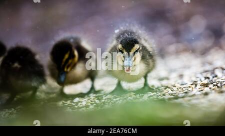 Eine Mutter Mallard Duck und ihre winzigen Stockenten Enten geboren sehr früh im Februar. Kampf gegen die Kälte in Schneegestöber, um Nahrung und Wärme zu finden. Stockfoto