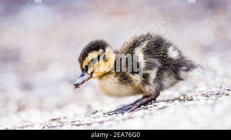 Eine Mutter Mallard Duck und ihre winzigen Stockenten Enten geboren sehr früh im Februar. Kampf gegen die Kälte in Schneegestöber, um Nahrung und Wärme zu finden. Stockfoto