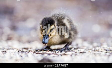 Eine Mutter Mallard Duck und ihre winzigen Stockenten Enten geboren sehr früh im Februar. Kampf gegen die Kälte in Schneegestöber, um Nahrung und Wärme zu finden. Stockfoto