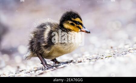 Eine Mutter Mallard Duck und ihre winzigen Stockenten Enten geboren sehr früh im Februar. Kampf gegen die Kälte in Schneegestöber, um Nahrung und Wärme zu finden. Stockfoto