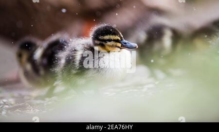 Eine Mutter Mallard Duck und ihre winzigen Stockenten Enten geboren sehr früh im Februar. Kampf gegen die Kälte in Schneegestöber, um Nahrung und Wärme zu finden. Stockfoto