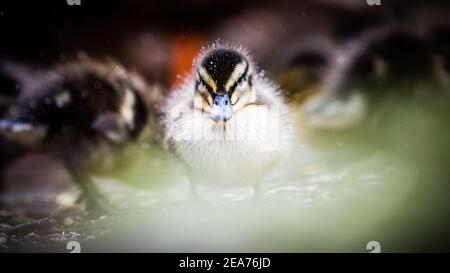 Eine Mutter Mallard Duck und ihre winzigen Stockenten Enten geboren sehr früh im Februar. Kampf gegen die Kälte in Schneegestöber, um Nahrung und Wärme zu finden. Stockfoto