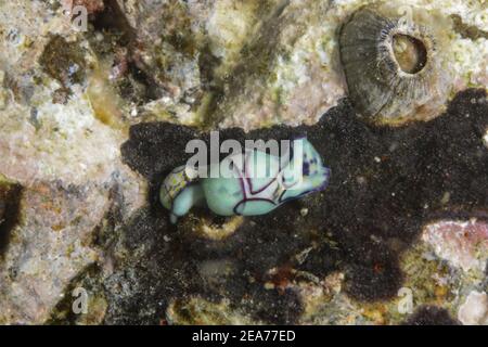 Haminoea cyanomarginata, Schnecken. Stockfoto