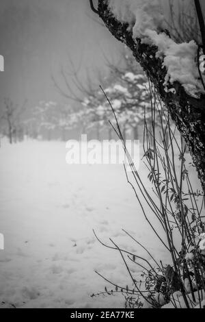 Graustufen Schuss von Ästen gegen einen schneebedeckten an Der Schwarzwald in Deutschland Stockfoto