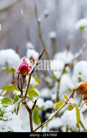 Blick auf verschneite Rosen im Winter Stockfoto