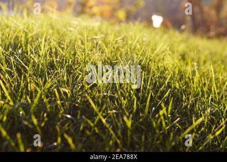 Nahaufnahme auf einer Wiese in der Herbstsonne Stockfoto