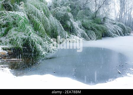 Bambusschnee - verschneite Bambusbäume - Schneesturm hinterlässt mehrere Zentimeter Schnee auf Bambusoideae Stockfoto