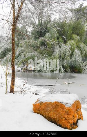 Bambusschnee - verschneite Bambusbäume - Schneesturm hinterlässt mehrere Zentimeter Schnee auf Bambusoideae Stockfoto