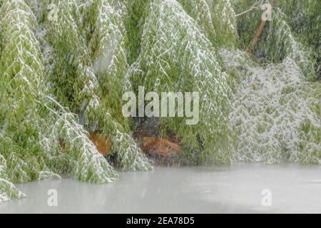 Bambusschnee - verschneite Bambusbäume - Schneesturm hinterlässt mehrere Zentimeter Schnee auf Bambusoideae Stockfoto