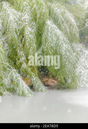 Bambusschnee - verschneite Bambusbäume - Schneesturm hinterlässt mehrere Zentimeter Schnee auf Bambusoideae Stockfoto