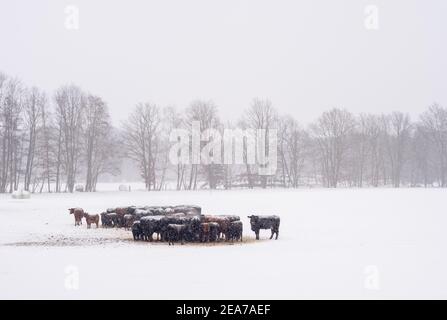 08. Februar 2021, Sachsen-Anhalt, Möckern: Rinder stehen in einer dicken Schneeflocke auf einer Weide. Bei frostigen Temperaturen kann es den ganzen Tag über immer wieder schneien. Foto: Klaus-Dietmar Gabbert/dpa-Zentralbild/dpa Stockfoto