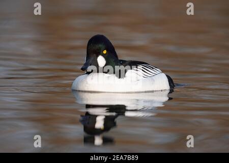 GoldenEye (Bucephala clangula), Martin Mere WWT Reserve, Lancashire, Großbritannien Stockfoto