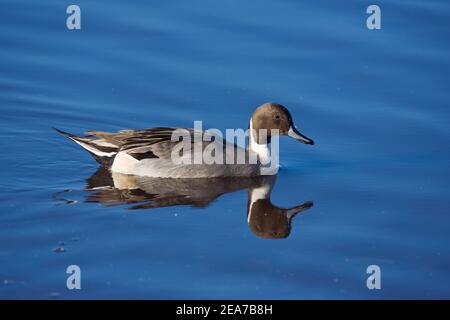 Nördliche Pintail (Anas acuta), Martin Mere WWT Reserve, Lancashire, Großbritannien Stockfoto