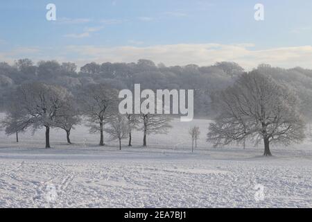 Bäume mit magischem Silberglühen an einem ruhigen Wintermorgen (Graves Park, Sheffield, UK) Stockfoto
