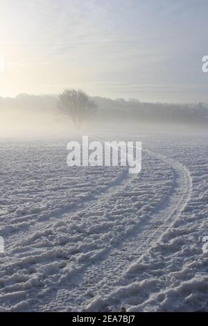 Spuren durch den Schnee führen zu einem eingehüllten Baum Nebel am frühen Morgen Stockfoto