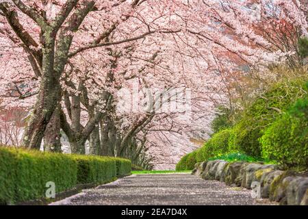 Fuji Reien Friedhof, Shizuoka, Japan im Frühjahr. Stockfoto