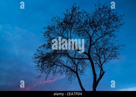 Silhouette eines verzweigten Baumes ohne Blätter bei Dämmerung. Krone eines Baumes am Abend Stockfoto