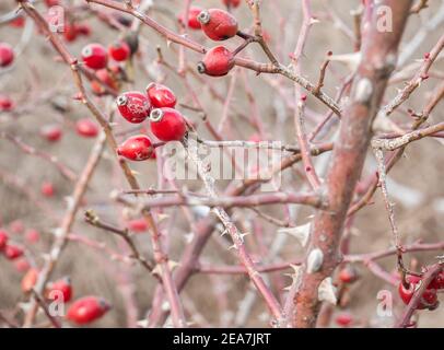 Die roten Hagebutten die Beeren auf dem Ast mit den Dornen innen Der Busch oder Strauch Stockfoto