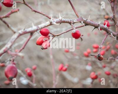 Die roten Hagebutten die Beeren auf dem Ast mit den Dornen innen Der Busch oder Strauch Stockfoto