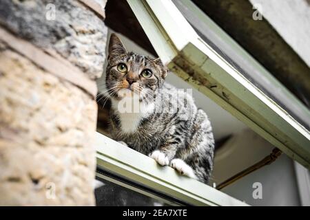 Nette junge neugierige Katze mit schönen großen Augen und Fell Balancieren und Stehen in offenem Fenster von außen hinein klettern Wohnhaus Flucht Stockfoto