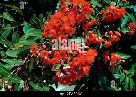 Australien, Bienen auf rot blühendem Eukalyptusbaum Stockfoto