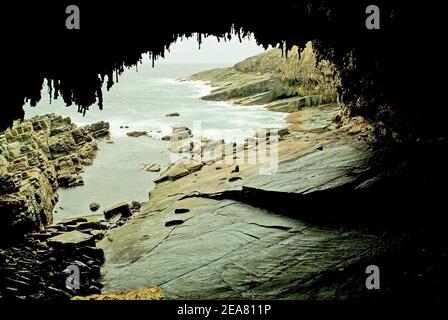 Australien, Neuseeland Pelzrobben Meer ​​lions liegt auf Felsen in der Tropfsteinhöhle namens Admirals Arch auf Kangaroo Island Stockfoto